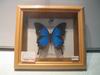 Go to Imported Framed Butterflies