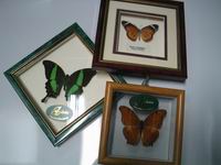Go to Local Framed Butterflies